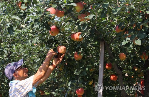 양구 사과·고구마 홍콩 첫 수출…동남아 시장 교두보 마련