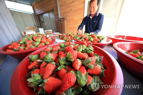 명암 엇갈린 겨울 제철과일… 딸기 뜨고 감귤 주춤