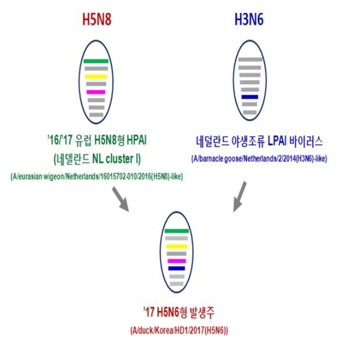 "고창 고병원성 AI, 새로운 유형… 인체감염 위험 크지 않은 듯"