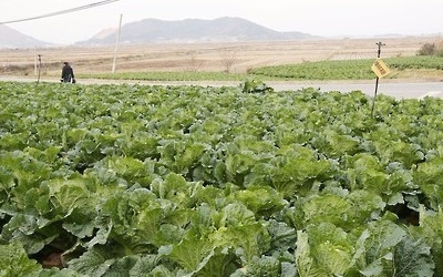 금배추 가고 밭 갈아엎을판"… 배춧값 널뛰기에 농민 시름