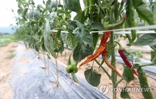 고추생산량 39년 만에 최저… 중국산 김장 양념 늘어난다