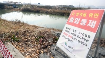 오리 최대 산지 전남 영암서 AI 의심 신고…축산당국 비상