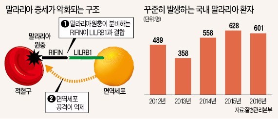 말라리아 악화되는 원리 밝혀졌다