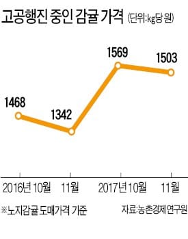 가격 고공행진… '금귤' 된 제주감귤