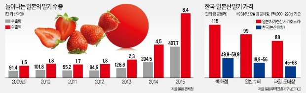 달콤살벌 '딸기 한·일전'… 이번엔 호주서 격돌