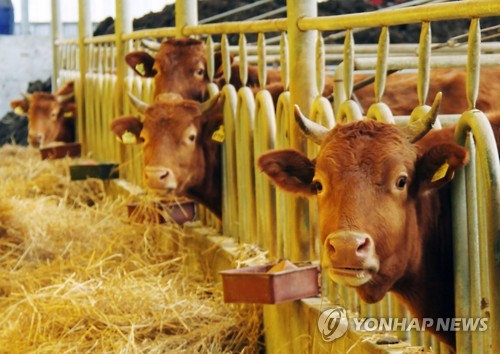 올해만 한우 275마리 살처분…옥천 브루셀라 '진앙' 오명