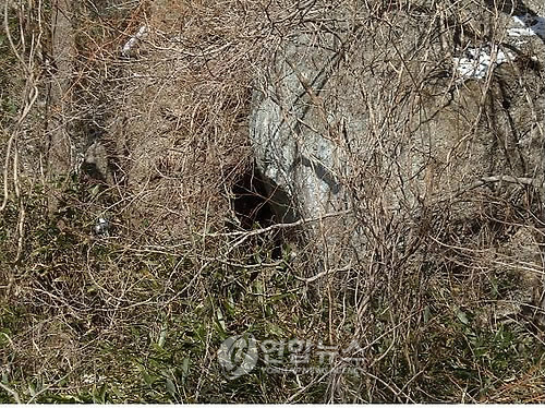 추위가 앞당긴 겨울잠…"반달가슴곰 벌써 동면 채비"