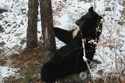 추위가 앞당긴 겨울잠…"반달가슴곰 벌써 동면 채비"