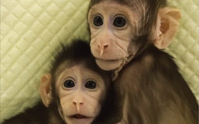 중국, 세계 첫 원숭이 복제 성공… "신약 개발에 결정적 역할 할 것"