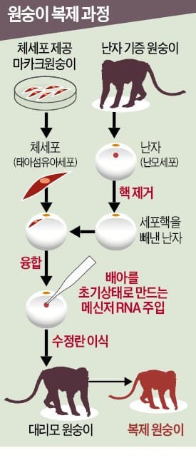 세계 최초 복제 원숭이 ‘중중’과 ‘화화’. 