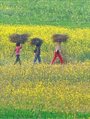 [이 아침의 풍경] 흐드러지게 핀 겨자꽃… 미리 보는 '봄의 전령사'