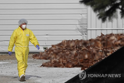 [르포] "철새 못막듯 AI도 못막아"… 포천 양계농가 '자포자기'