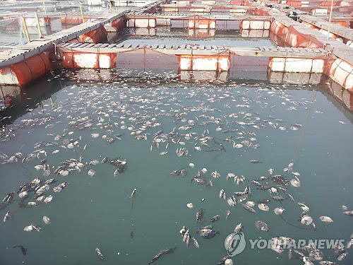 '어류도 추위 피해 이동'… 한파에 전남 양식어장 비상