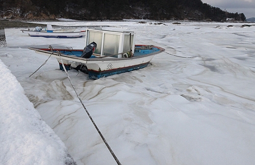 한파로 바다도 얼었다…충남 서해 가로림만 결빙