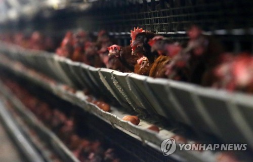 'A4용지 닭장' 신규허가 안 내 준다…가금밀집지 농가 이전 추진