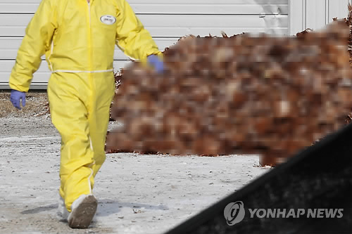 평택서도 AI 의심신고…화성 산란계 농가는 H5N6형 확인