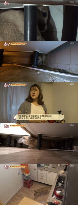 &#39;동물농장&#39;, 싱크대 밑으로 숨은 가비..&#39;외상후스트레스장애&#39; 심각