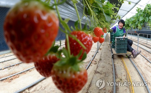 딸기 114%·콘도 21%↑… 지난달 생산자물가 상승세 전환