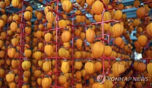 "곶감, 기억력 회복에 좋다"… 국립산림과학원 동물실험으로 입증