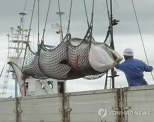 일본, 국제사회 '고래사냥' 비난에 귀 막았나… 새 포경선 건조