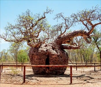호주 원주민의 감옥으로 쓰였다는 바오밥나무.
 