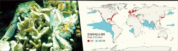 파나마 북서부 보카스델토로 앞바다에 사는 산호와 게가 바닷물의 저산소화 영향으로 죽어가고 있다.(왼쪽) 오른쪽은 세계 죽음의 바다 현황. 미국 스미스 소니언연구소 제공 