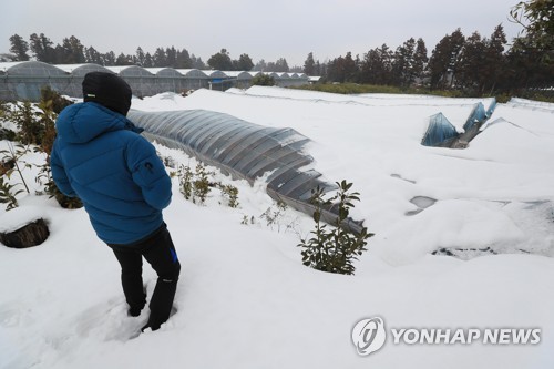 [불안한 설 물가] 한파·폭설에 채솟값 급등…애호박 65%·오이 53%↑