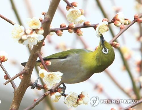 대동강 풀린다는 '우수' 낮 기온 10도 안팎… 전국 건조특보