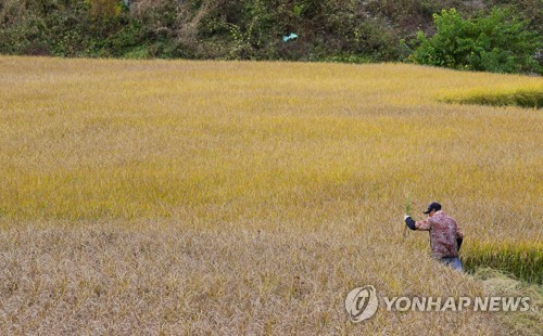 작년 논면적 8년만에 최대폭 감소…밭면적은 늘어