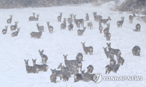 제주도 전역 오전 8시 대설주의보…제주공항 활주로 폐쇄