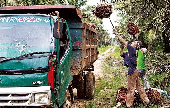 인도네시아 팜오일 농장 근로자가 팜열매를 수확하고 있다. 한경DB
 