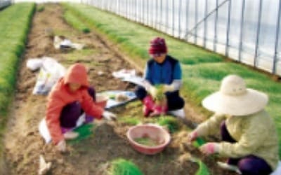 [2018 대한민국 명품브랜드 대상] 서산시, 봄에 가장 먼저 임금님께 바치던 '서산달래'