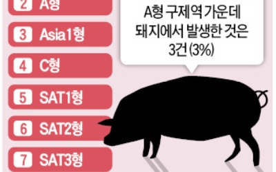 김포서 돼지 A형 구제역 첫 발생… 백신접종 전혀 안돼 방역 '비상'