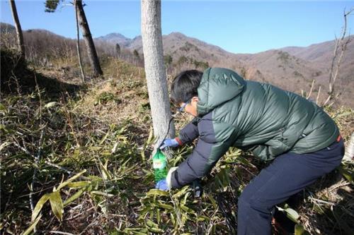 "남녘 곳곳엔 봄기운 물씬"… 고로쇠·미나리 축제 개막