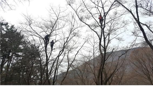 군항제 임박한 진해…벚나무 빗자루병 방제 한창