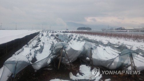 경북 폭설 피해 눈덩이… 11개 시·군 농업용 시설 188㏊ 파손