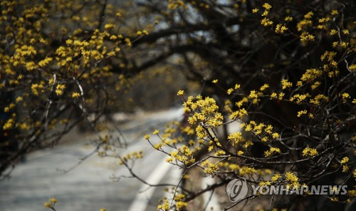 봄기운 흠뻑… 전국 산·관광지 미세먼지에도 상춘객 북적