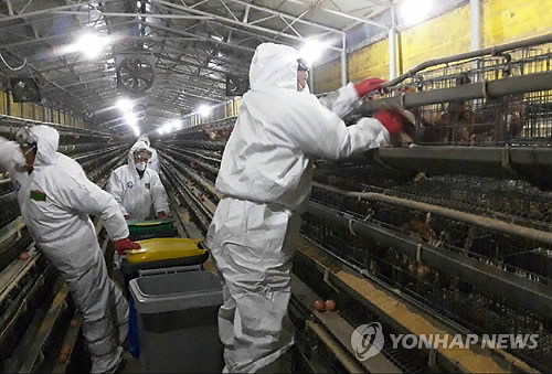 1만원 웃돌던 금계란 3000원대 급락… "메추리알만도 못해"