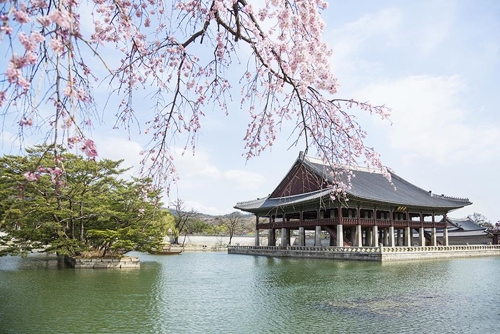 봄꽃놀이 여행지로 한국·대만인은 일본 선호… 일본인은 한국