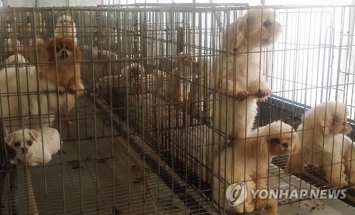동물학대 최대 징역2년·벌금2천만원… 22일 개정동물보호법 시행