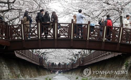 36만 그루 벚꽃의 향연… 진해 군항제 일주일 앞으로