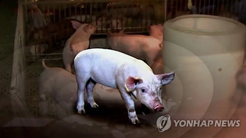 경기 김포 돼지농장서 구제역 양성반응… 긴급 방역조치