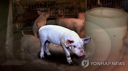 김포 돼지농가 구제역 'A형' 바이러스 가능성 커
