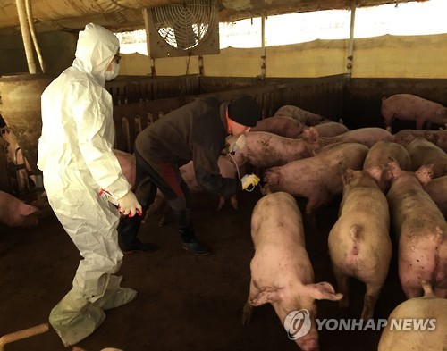 김포에 돼지 구제역 의심축… 경기도, 차단방역 총력