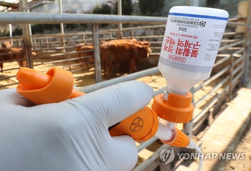 전국 돼지농가 'A형 백신' 1년 전 경고에도 '무방비'