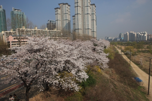 개나리·벚꽃 향기에 '아찔'…서울 한강서 5월까지 봄꽃 축제