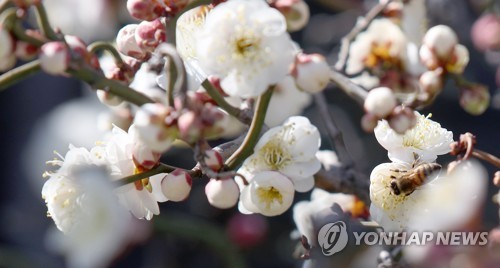 "봄이 왔나봐요"…미세먼지도 없는 쾌청한 '경칩'