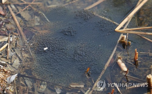 "봄이 왔나봐요"…미세먼지도 없는 쾌청한 '경칩'