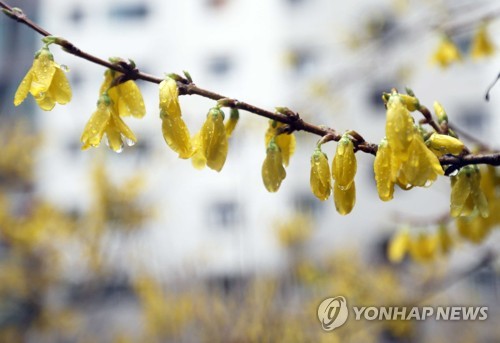 전국에 꽃샘추위… 곳곳에서 우산 뒤집는 강풍 잇따라