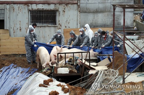 김포 구제역 발생 주변 농가… 예방적 도살처분 합의